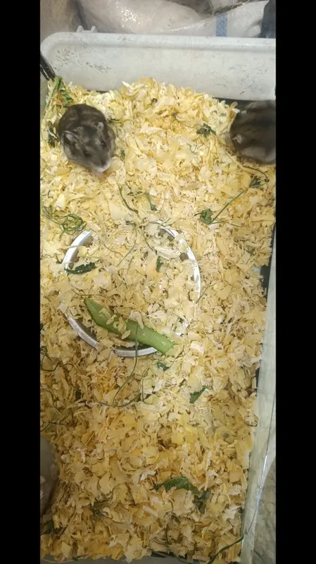 Хомячки и свинки — фото 2