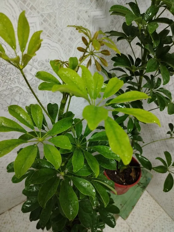 Продаётся цветы, Honaki gullar sotiladi — фото 2
