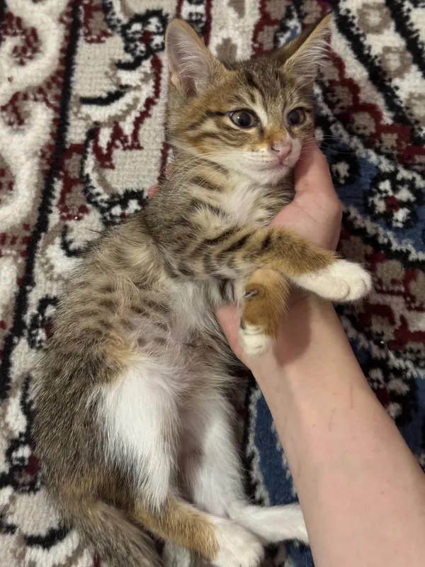 кошки котята 3