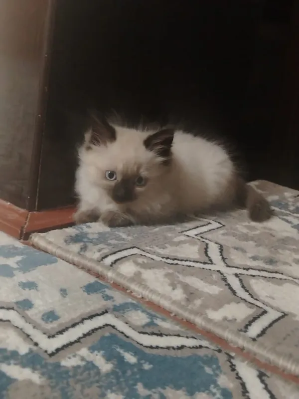 Продаётся котенок — фото 1