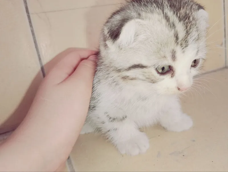 Продаются пародистые котята — фото 2