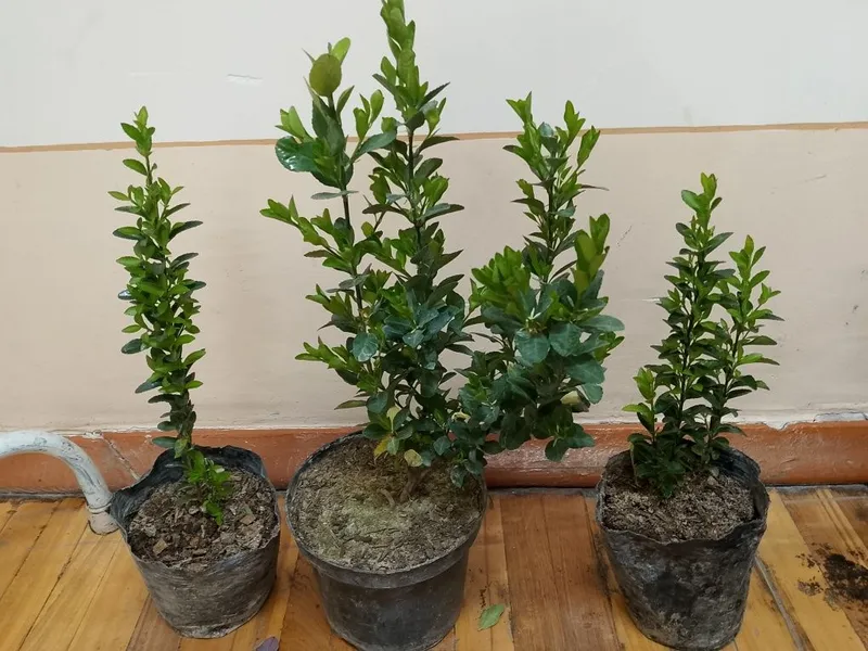Продам растения в горшках 4