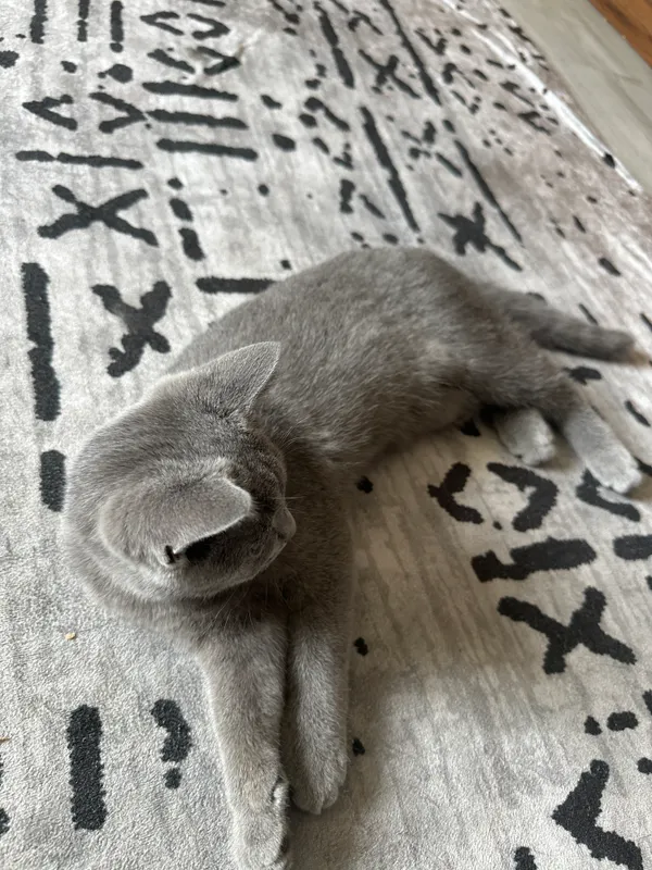 Шотланская веслоухая кошка. — фото 1