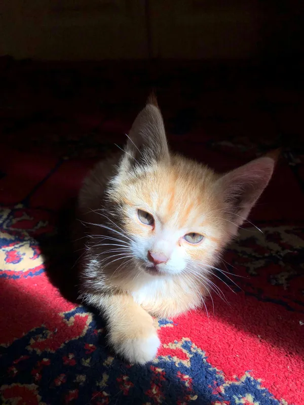 Отдам котика бесплатно 2 Отдам котика бесплатно 2