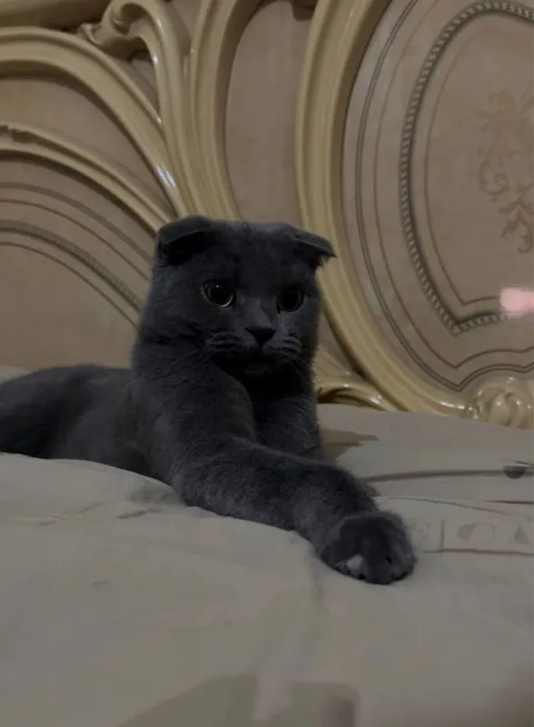 Scottish Fold zotli chiroyli erkak mushuk sotiladi 1 Scottish Fold zotli chiroyli erkak mushuk sotiladi 1