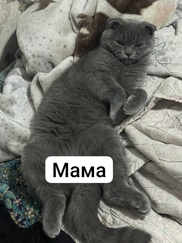 Скотиш страйт котята 5 Скотиш страйт котята 5