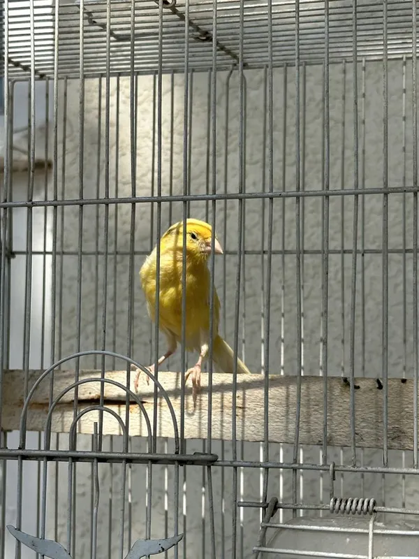 Канарейка нар — фото 3