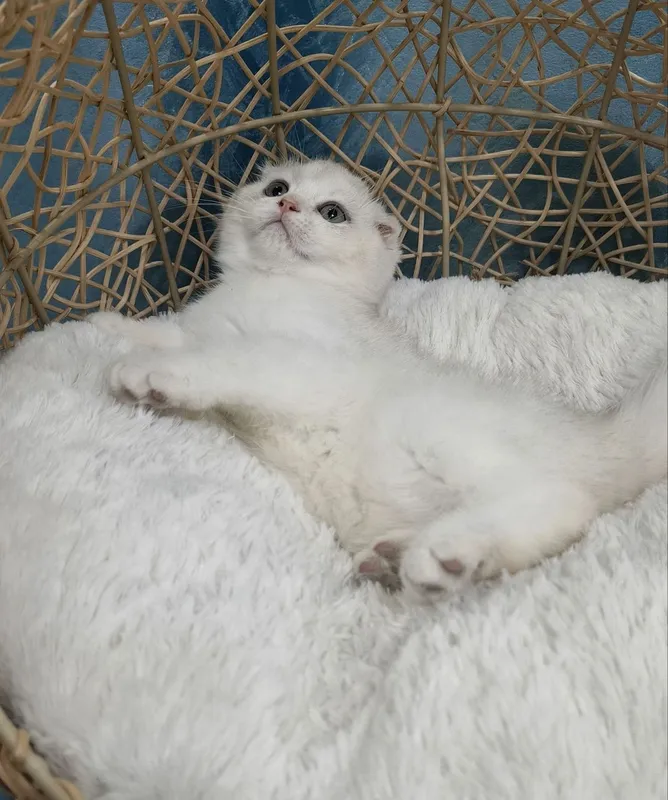 Котенок скоттиш фолд серебристая шиншилла 2 Котенок скоттиш фолд серебристая шиншилла 2