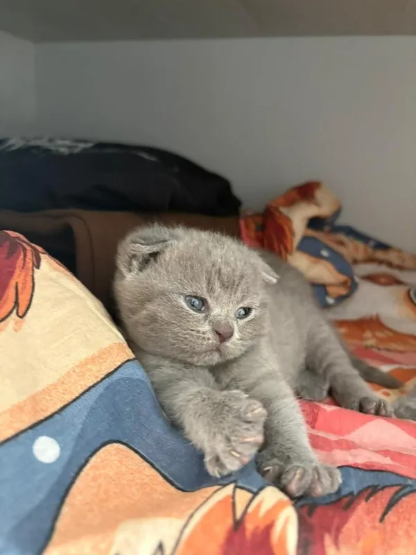 котята породистые хорошые — фото 1