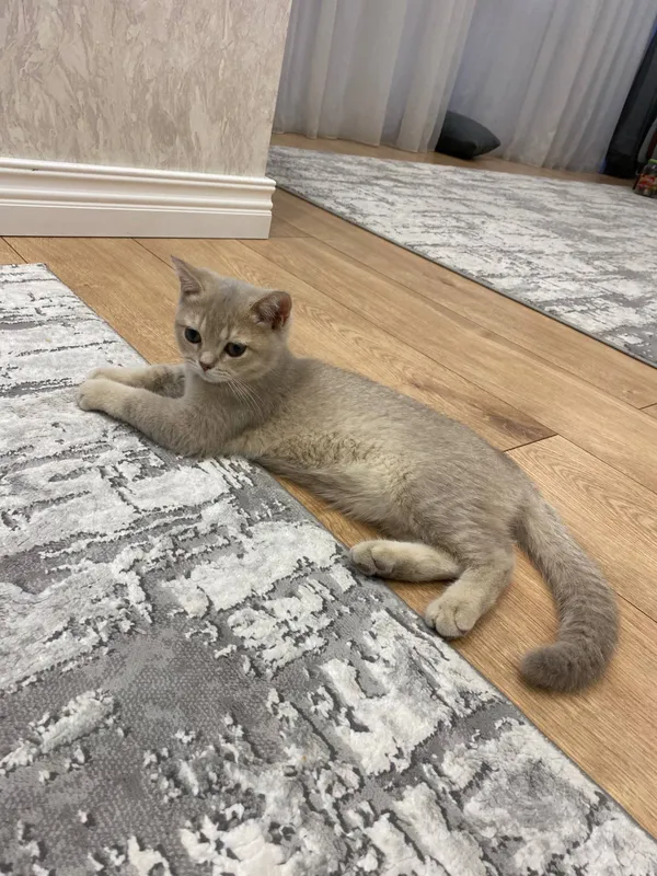 Кошка 2 Кошка 2