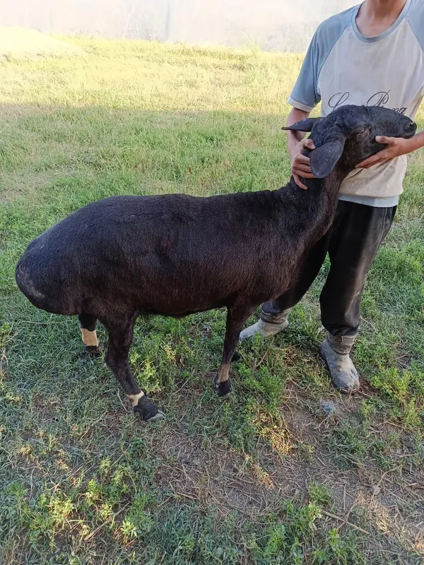 Toza ona bola quylar sotiladi tez pul zarir — фото 1