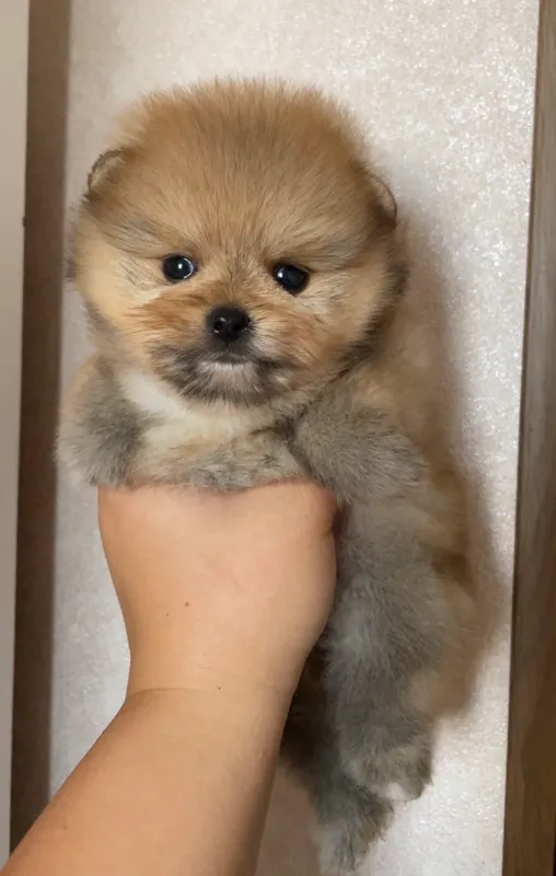 Щенки померанского шпица — фото 1