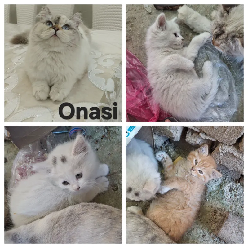 Mushuk bolalar yaxshi qo'llarga tekinga beriladi