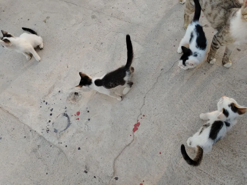 Uy mushuklar rangi oq qora 1 Uy mushuklar rangi oq qora 1