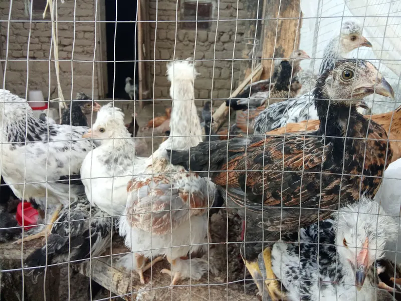 3 yarim oylik tovuq jõjalar sotiladi narxlari kelishiladi — фото 2