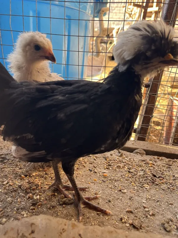1 yarim oylik jòjalar oq qora tojli toza nasl 3 1 yarim oylik jòjalar oq qora tojli toza nasl 3