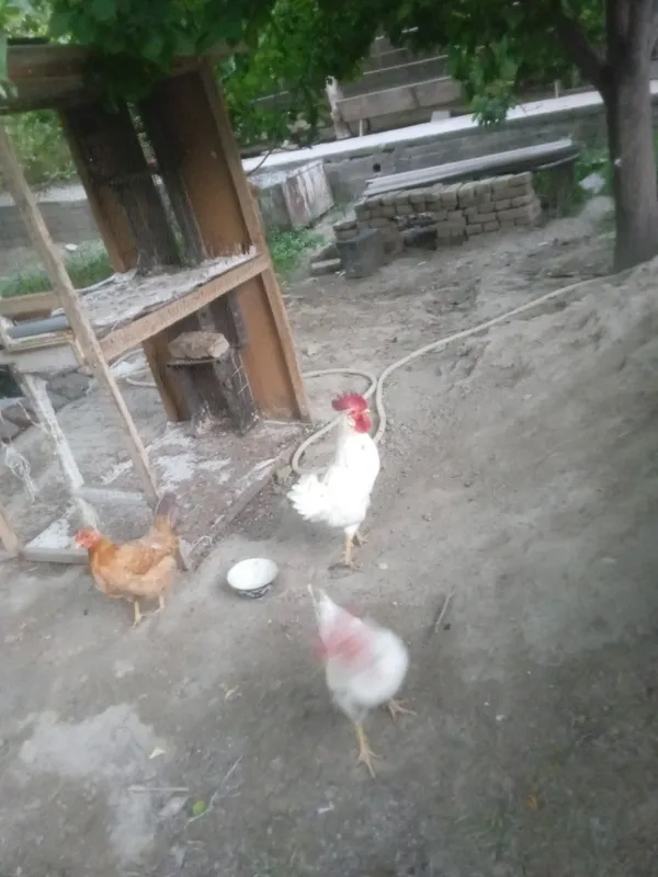 Xõroz sotiladi yaxshi uy shariotida boqilgan — фото 1
