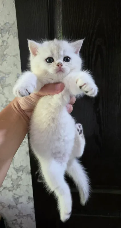 Британский ШИНШИЛЛА — фото 1