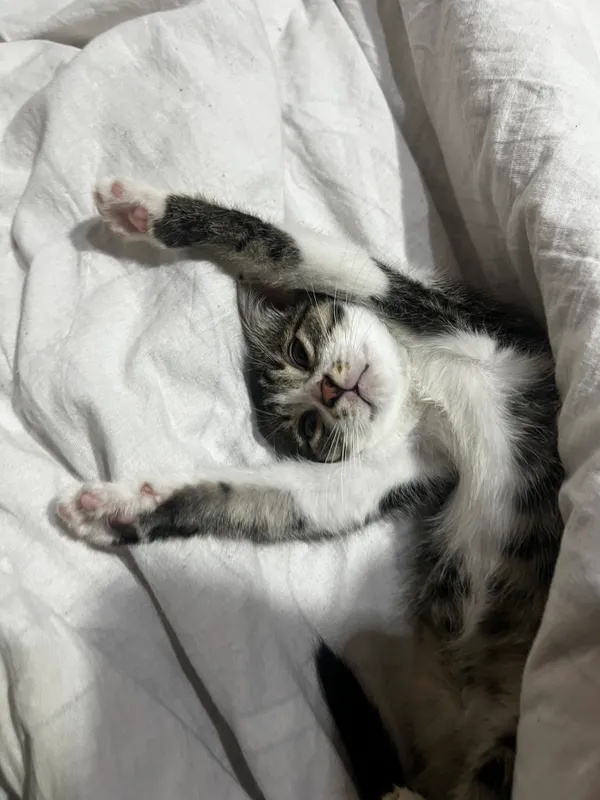 Котята бесплатно