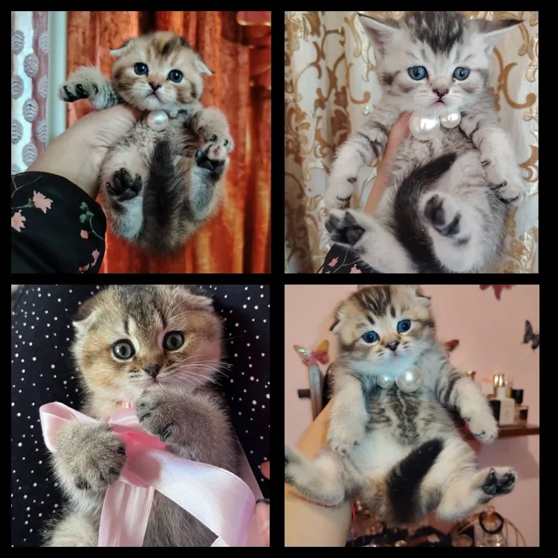 продаются чистокровные котята скоттиш фолд