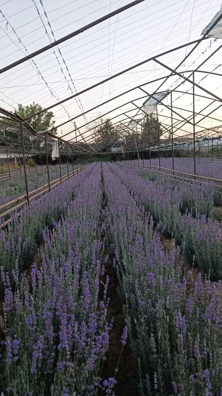 Lavanda — go‘zallik, nafislik va xushbo‘y hid bir joyda! 2 Lavanda — go‘zallik, nafislik va xushbo‘y hid bir joyda! 2
