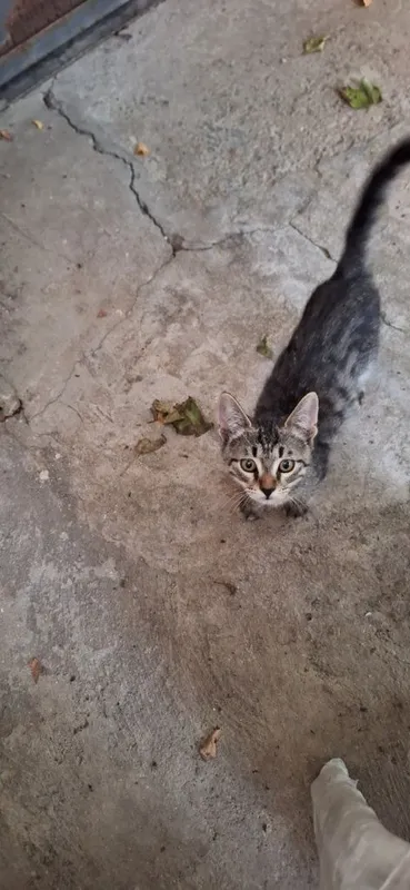 Отдадим котёнка в добрые руки. Мальчик 3 мес. 4 Отдадим котёнка в добрые руки. Мальчик 3 мес. 4