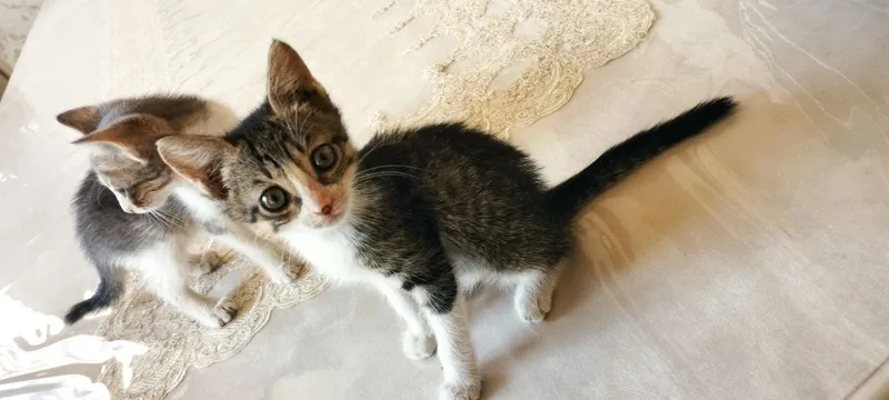 2oylik, Tabby mushuklari 1 2oylik, Tabby mushuklari 1