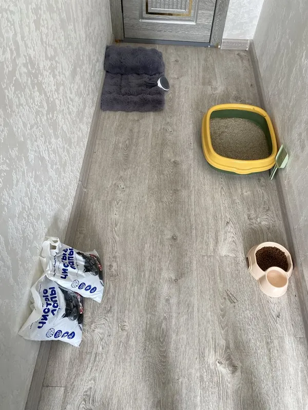 Котик, Mushuk bolasi ( hamma narsasi bilan ) 6 Котик, Mushuk bolasi ( hamma narsasi bilan ) 6