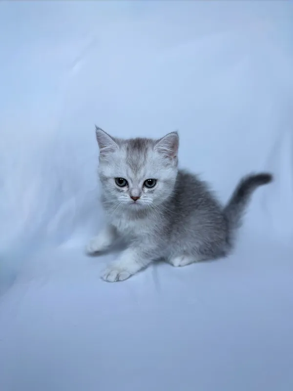 Scottish straight chinchilla original !!! 1 Scottish straight chinchilla original !!! 1