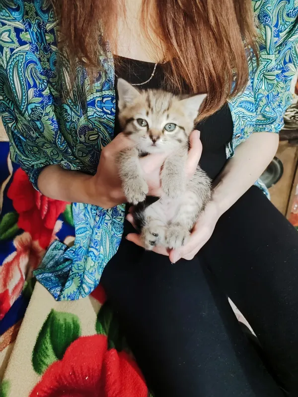 Котята в добрые руки — фото 5