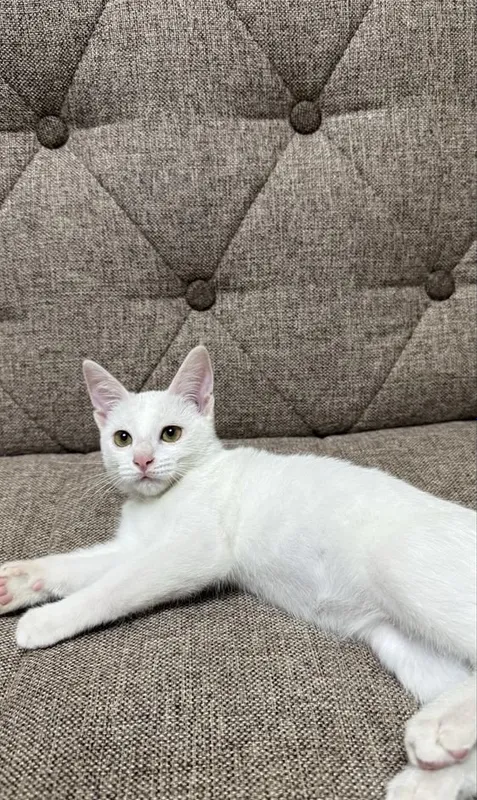 Mushukcha faqat mas’uliyatli egaga beriladi. 3