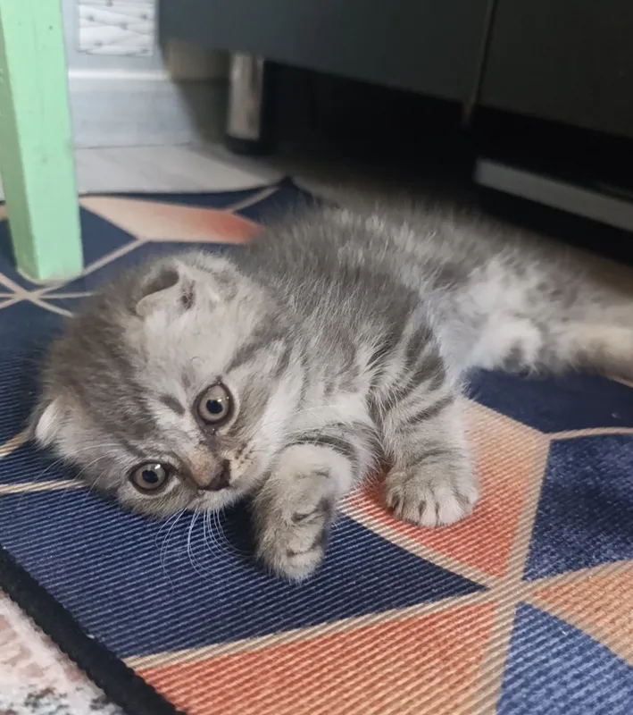 Продаются вислоухие котята! — фото 1