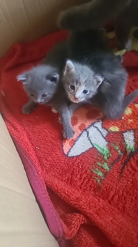 Uy mushuk zodli latoni biladi 2 oyli 1