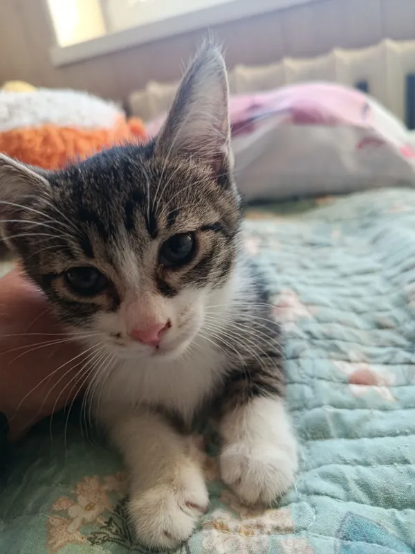 Котята в добрые ответственные руки 4 Котята в добрые ответственные руки 4