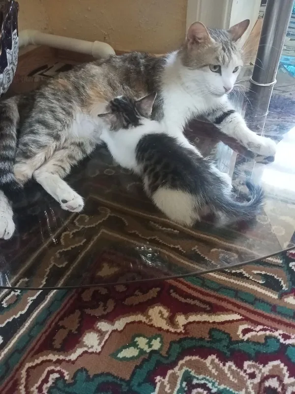 Mushuk bolasi tekinga beriladi! 4 Mushuk bolasi tekinga beriladi! 4