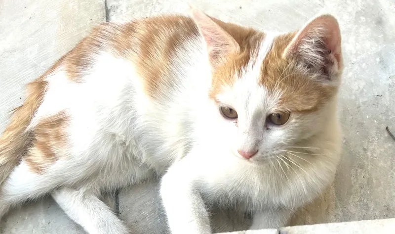 Котята В Бухаре. — фото 1