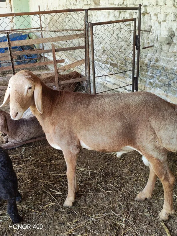 Киргиз Арашан Кучкорлар