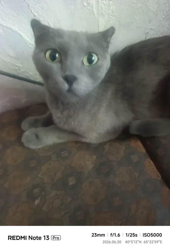 Кошка отдам в хорошие руки 5 Кошка отдам в хорошие руки 5