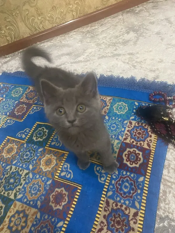 Продается котенок 2 Продается котенок 2