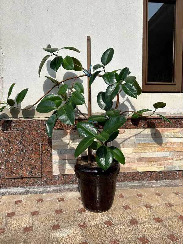 Gullar sotiladi 220 mindan keliwiladi — фото 4