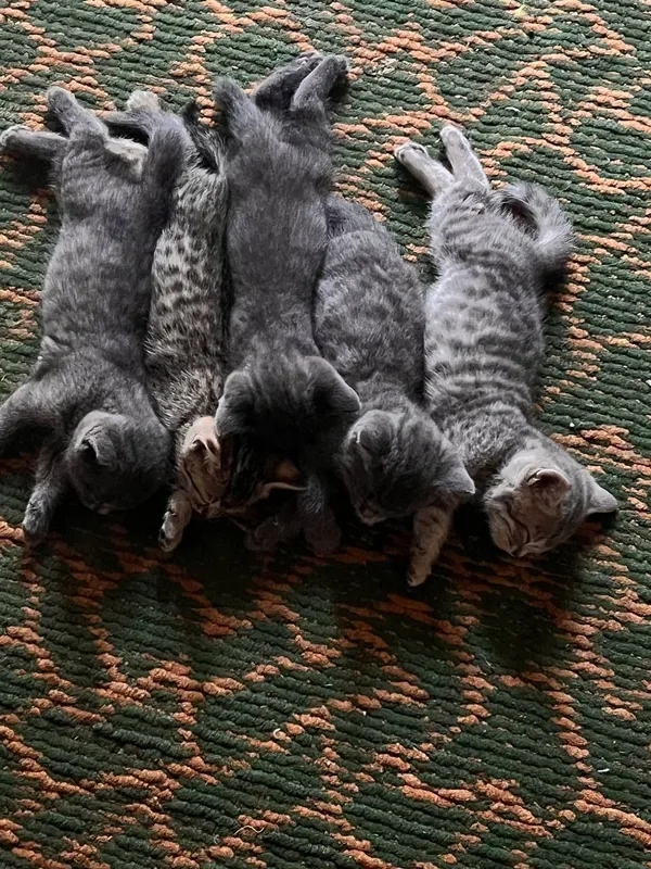 Продаётся котёнки 1