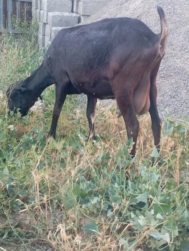 Echki sotiladi mursiyadan zodli echki 4 turishi 1 litr suti bor — фото 4