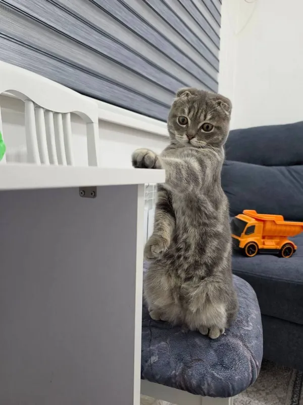 Породистый кот 1 Породистый кот 1