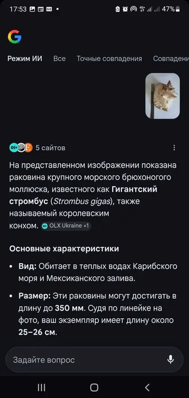Большая Морская Ракушка с карибского моря — фото 6