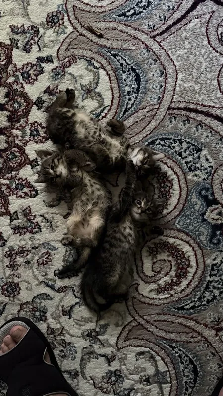 Котята отдам в добрые и ответсвтенные руки — фото 2