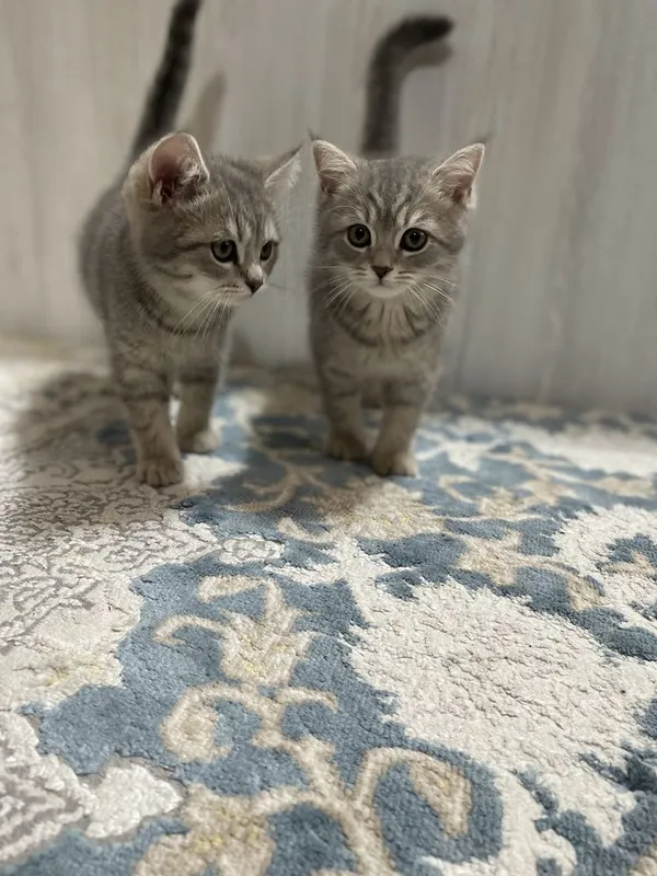 Scotish stright кошки