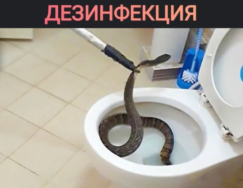 Дезинфекция/ Уничтожение змей 24/7