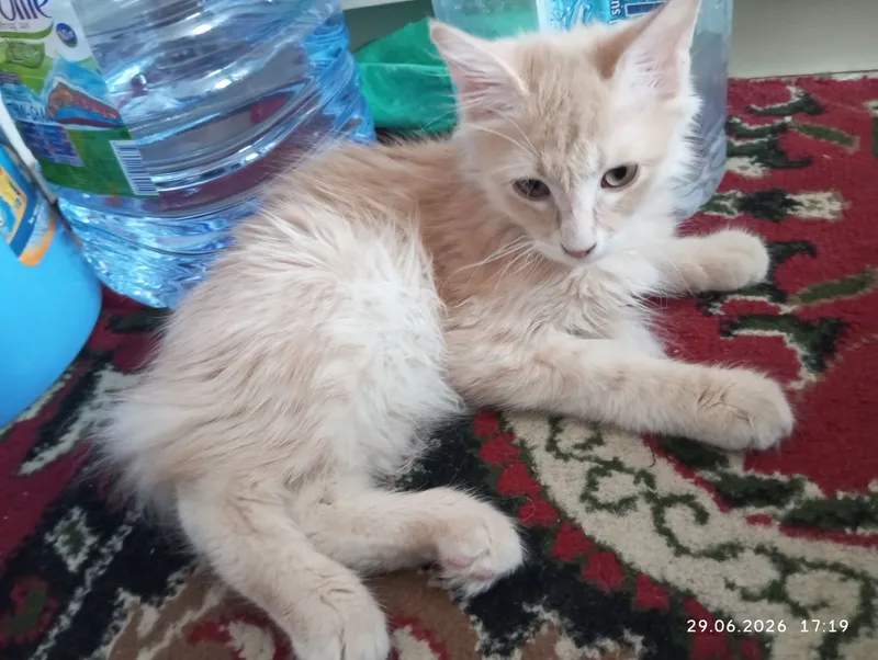 кот кот