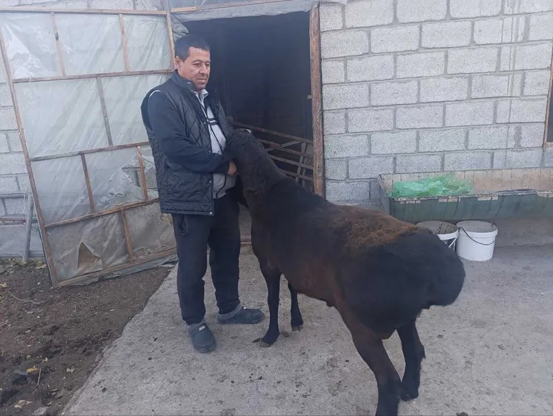 Насили кўчқорлар сотилади 2