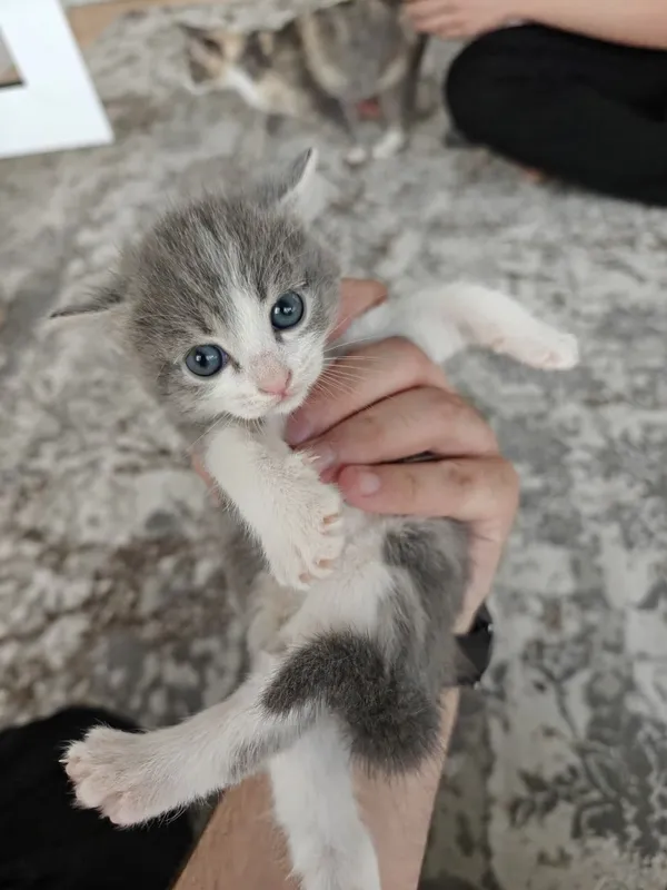2 котость кошки . 3